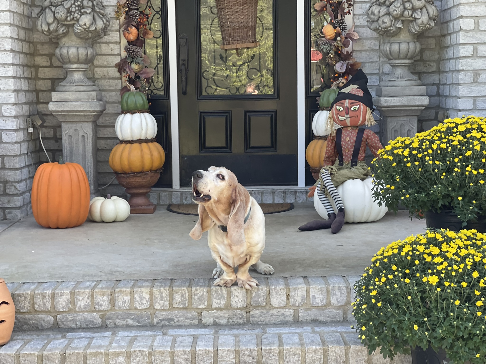 Meet Roscoe the Basset Hound